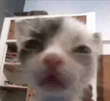 a close up of a cat 's face behind a glass .