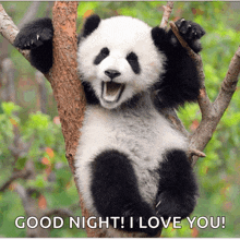 a panda bear is sitting in a tree with the words good night i love you