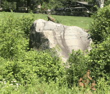 a large rock sits in the middle of a field