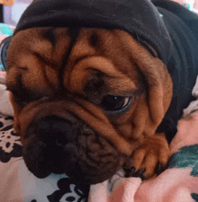 a brown dog wearing a black hat laying on a blanket