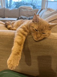 a cat laying on a couch with its head on the arm