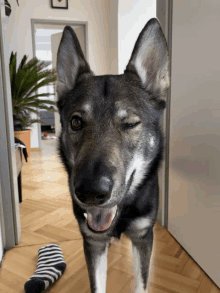 a dog winks at the camera while standing next to a striped sock