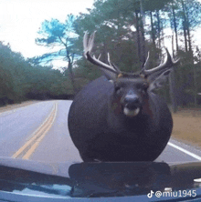 a deer standing on the hood of a car