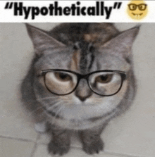 a cat wearing glasses with the caption " hypothetically " above it