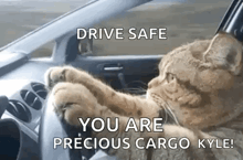 a cat is driving a car with the words `` drive safe you are precious cargo kyle '' written on it .