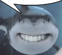 a shark is smiling with a speech bubble above its head .