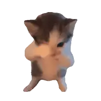 a brown and white kitten is standing on its hind legs and looking at the camera