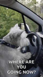 a dog is sitting in the driver 's seat of a car with the words where are you going now