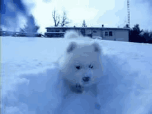 a small white dog is running through a snowy field .