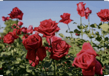 a bunch of red roses growing in a field