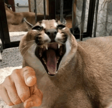 a close up of a cat with its mouth open and a person 's finger pointing at it