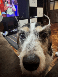 a close up of a dog 's face in front of a tv screen that says ' what ' on it