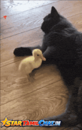 a picture of a cat and a duck with the words star tamilchat.in on the bottom right