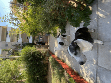 a black and white dog standing on a sidewalk in front of a building