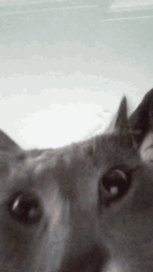 a close up of a cat 's face against a white background