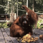 an orangutan is sitting on a wooden deck with bananas