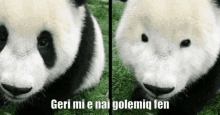 two panda bears are sitting next to each other in the grass with the words geri mi e nai golemig fen written on the bottom