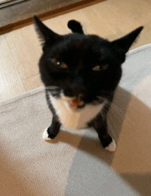 a black and white cat is standing on its hind legs on a rug .