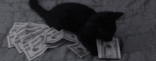 a cat is laying on a pile of 20 dollar bills