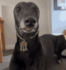 a black dog wearing a green collar and a tag with a shamrock on it is smiling for the camera .