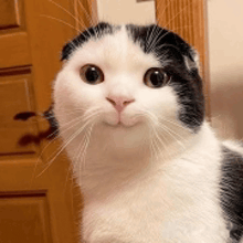 a black and white cat with a surprised look on its face