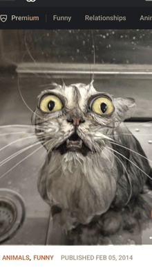 a funny picture of a cat is displayed on a website