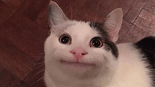 a black and white cat laying on a wooden floor looking up at the camera
