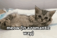 a kitten is laying on its back on a bed with the words `` meow ( in a romantic way ) '' .