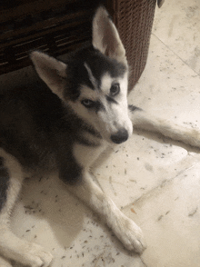 a husky puppy laying on a tiled floor with ants on it