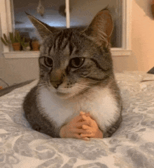 a cat is laying on a bed with its paws folded and looking at the camera .