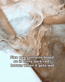 a flea egg contains blood so it turns dark red/ brown when it gets wet