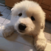 a white puppy is sitting on a counter and looking up at the camera .