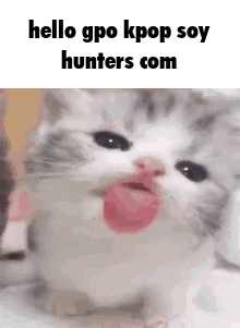 a close up of a cat with its tongue hanging out and the words `` hello gpo kpop soy hunters com '' .