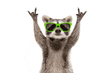 a raccoon wearing green sunglasses and making a rock sign