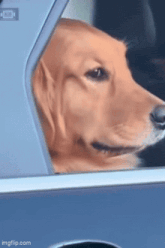 a dog is sticking its head out of the window of a car .