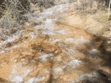 a stream of water flowing through a lush green forest