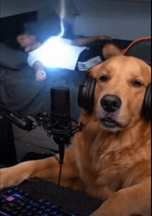 a dog wearing headphones sits in front of a computer keyboard