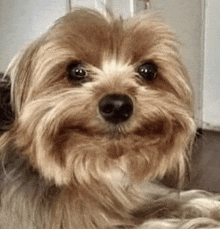 a close up of a small brown dog laying down and smiling .