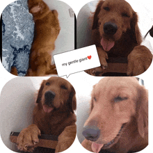 a collage of pictures of a dog with a speech bubble that says my gentle giant