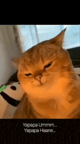 a close up of a cat with the words yapapa ummm yapapa haane