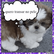 a picture of a dog with a thought bubble that says quero transar no pelo