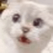 a close up of a white cat 's face with a crown on its head .