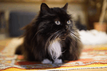 a black cat with white paws sits on a rug and looks at the camera