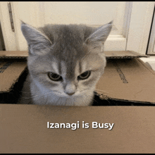 a cat is peeking out of a cardboard box with the caption iznagi is busy