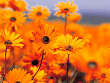 a field of bright orange daisies with a purple sky in the background