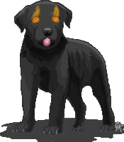 a black puppy with orange eyes is standing on a white background .