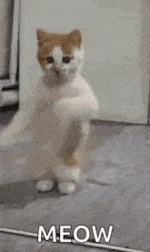 a cat is standing on its hind legs in a room and says meow .