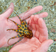 a person holding a small octopus in their hand