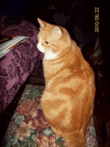 a cat sits on a chair with a 2010/06/22 date on the bottom right