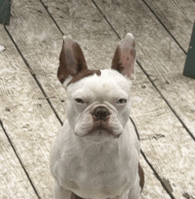 a white dog with brown ears looks at the camera